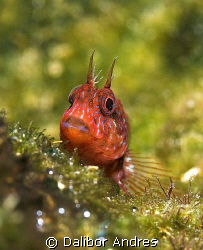 Curiosity blenny, EOS 350D, EF-S 60mm by Dalibor Andres 